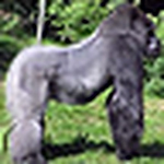 Profile Picture of Jake Wilson (@the big silverback) on Flickr