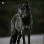 Profile Picture of Sam Stricklin (@samymdraws) on Instagram