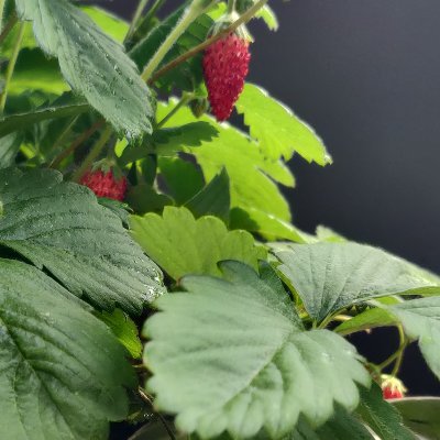 Caleb Cullen - Twitter Profile Picture of Caleb Cullen (@Llamapapasan) on Twitter