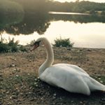 Profile Picture of Anne Harper (@harper5472) on Instagram