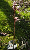 Profile Picture of Acianthus collinuson Wikipedia