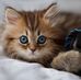 Profile Picture of Jacqueline Gaudet (@jacqueline.gaudet.961) on Facebook