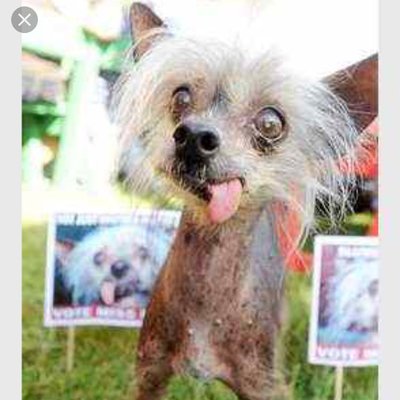 Profile Picture of Kevin Böllerkind (@SteffZiege) on Twitter