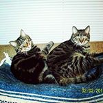 Profile Picture of Kimberly (@juliete_checker_and_yankee) on Instagram