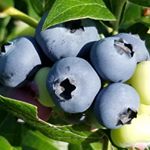 Profile Picture of John Makovec (@maksblueberrypatch) on Instagram