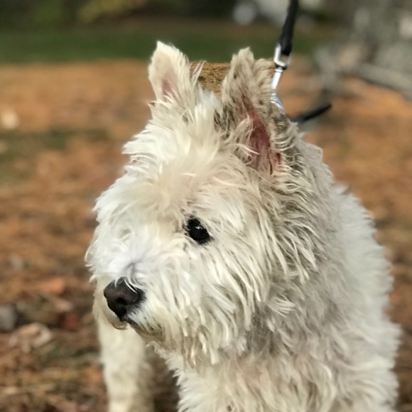 Profile Picture of Gregory Trippenbach (@tripgr) on Poshmark