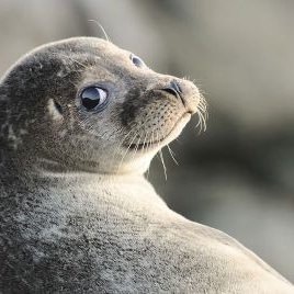 Profile Picture of Casey Bezayiff (@Sealcubqt) on Twitter