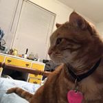 Jesse James - Instagram Profile Picture of Jesse James (@notquitegarfield) on Instagram