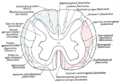 Profile Picture of Subacute combined degeneration of spinal cordon Wikipedia