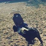 Profile Picture of Javier Alcaraz (@javieralcaraz_427) on Instagram