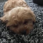 Profile Picture of Chloe (@chloe_best) on Instagram