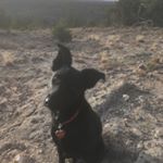 Profile Picture of Tim Harrington (@tohnm) on Instagram