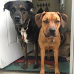 Profile Picture of Heather Parsons (@shadowandwilma) on Instagram