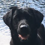 Profile Picture of lewis davison (@lewisdav42) on Instagram