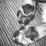 Profile Picture of Eddie & Dexter (@allpawnothing) on Instagram