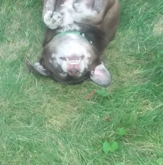 Profile Picture of Chris Lafey (@lafeychris22) on Poshmark