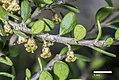 Profile Picture of Melicytus alpinuson Wikipedia