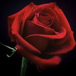 Profile Picture of Treena (@hansentreena) on Instagram