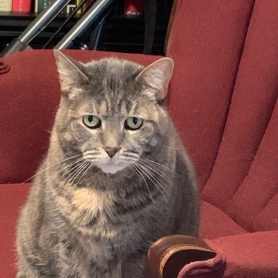 Profile Picture of Mike Runner  🏃‍♂️ 🇺🇸 (@michael81769197) on Twitter