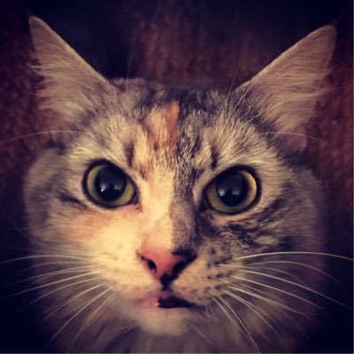 Profile Picture of Anthony Jeffries (@RAIDERAJ) on Twitter