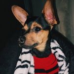 Profile Picture of Johnny Wilson 🐾 (@pinscher_johnny) on Instagram