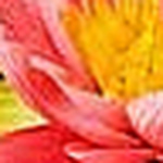 Profile Picture of julie roberts (@gentlevalley) on Flickr