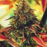 Profile Picture of Jonathan Mapps (@mapps4life) on Instagram