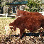 Profile Picture of michael josephson (@mike_josephson) on Instagram