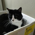 Profile Picture of Jeffrey Vella (@vella2578) on Instagram