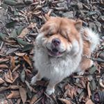 Profile Picture of sam sam (@its_me_sam_chow) on Instagram