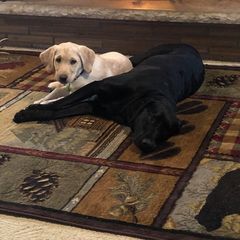 Profile Picture of markschram448 (@markschram448) on Tiktok