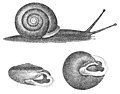 Profile Picture of Xolotrema notataon Wikipedia