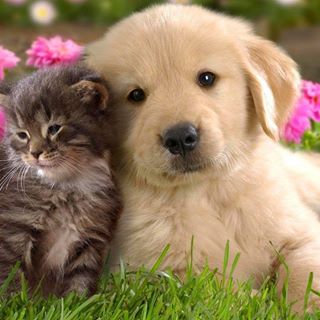 Profile Picture of Gusein Magomedov (Micheal Adams) (@gusein.magomedov.140) on Facebook