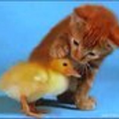 Profile Picture of Pet Adam Cooney (@ThePetDirectry) on Twitter