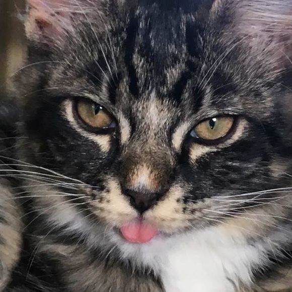 Profile Picture of Kelli Hochstedler (@hochstedler3) on Poshmark