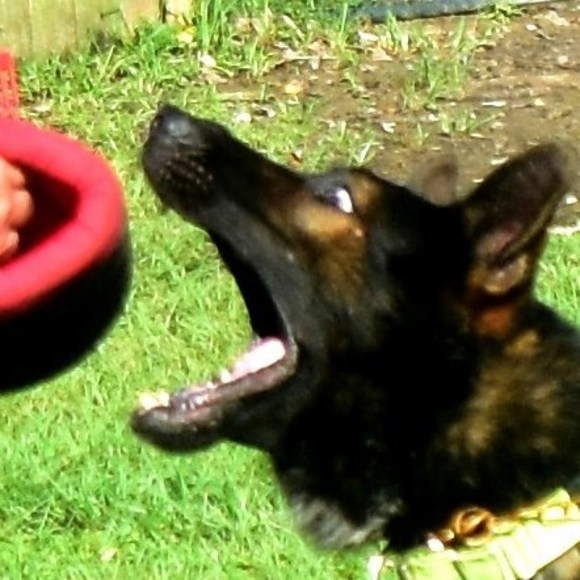 Profile Picture of Robert Humphrey (@roberthumphrey) on Poshmark