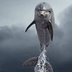 Profile Picture of mohsenkolyaee (@mohsenkolyaee) on Instagram