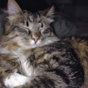 Geoff Holmes - Youtube Profile Picture of Geoff Holmes (@gholmes03) on Youtube