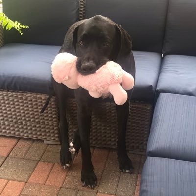 Profile Picture of Stephen Kosela (@SKosela) on Twitter