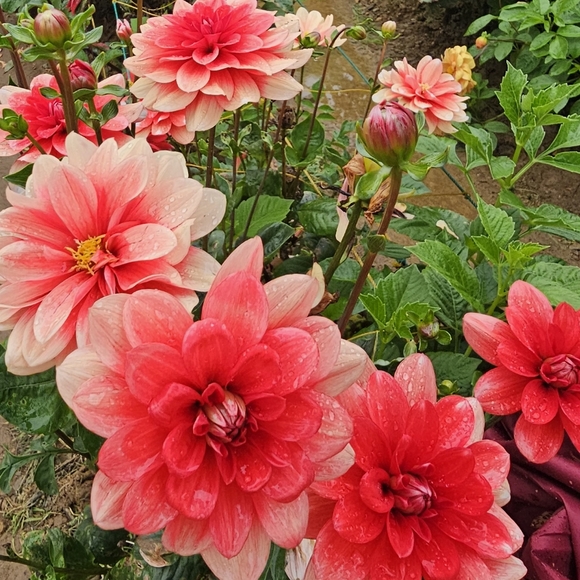 Profile Picture of Cellos Shoppee (@cellosshoppee) on Poshmark