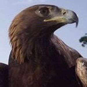 Profile Picture of Adrain Jones (@adrainj1) on Myspace