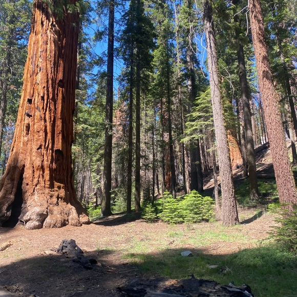 Profile Picture of Dominick Sanchez (@dominickmichael) on Poshmark