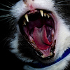 Profile Picture of Maulik Patel (@Maulik and Shaunna) on Flickr