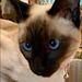 Profile Picture of Julianne Stallings (@juliannestallings266) on Pinterest