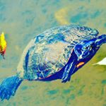 Profile Picture of Aidan Charles (@sc_nature_boys) on Instagram