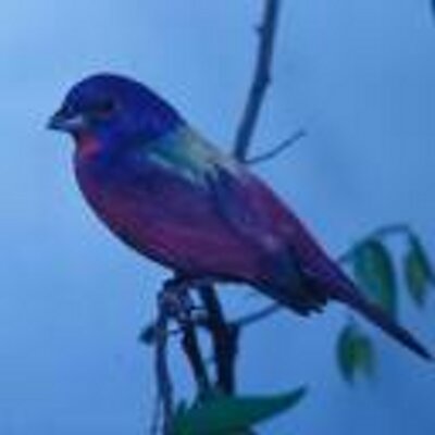 Profile Picture of Mark S. Combs (@MarkSCombs) on Twitter