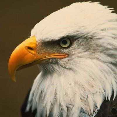Profile Picture of Mike Gerson (@Baldeagletradin) on Twitter