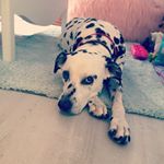 Profile Picture of Sally Gordon (@sally_the_cute_dalmation) on Instagram