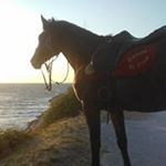 Profile Picture of Gino Troiano (@gino.troiano) on Instagram