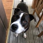 Profile Picture of Andrew Ferguson (@fergalsharky101) on Instagram